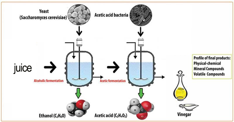 Fermentation Process of Vinegar