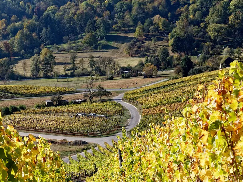 AI Vs wine fermentation (2)